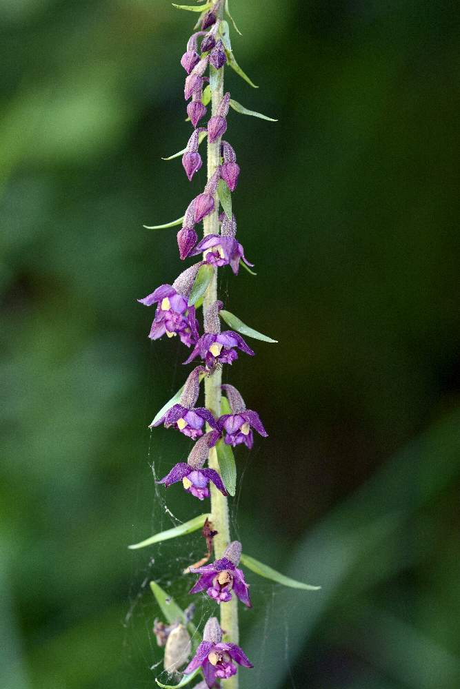 Epipactis atrorubens